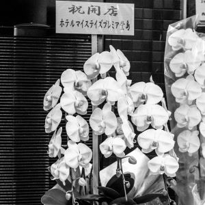 flowers for opening celebration